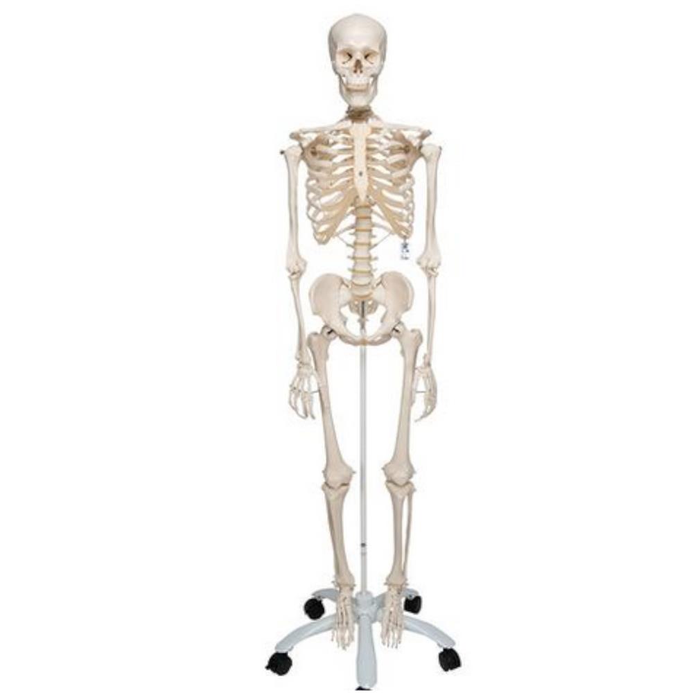 Πρόπλασμα ανθρώπινου σκελετού Γερμανίας \