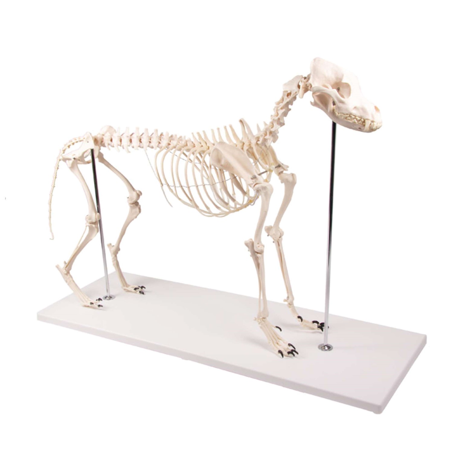 Διδακτικός σκελετός σκύλου \